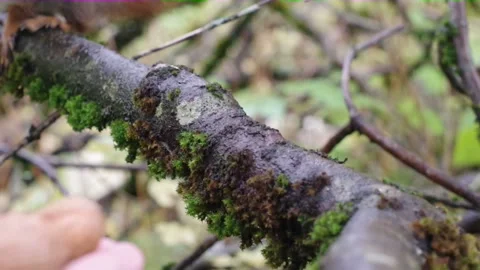 Close up of Squirrel feeding from hand Stock Footage 144031502