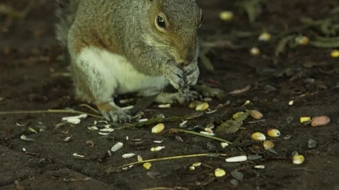 Close up squirrel finding and eating food slow motion 스톡 동영상 280010474