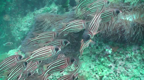 Close up of squirrel fish Stock Footage 33111644