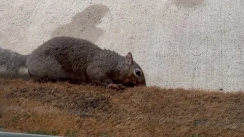Close-up of a squirrel foraging on a textured surface with a concrete wall Stock Footage 345260016