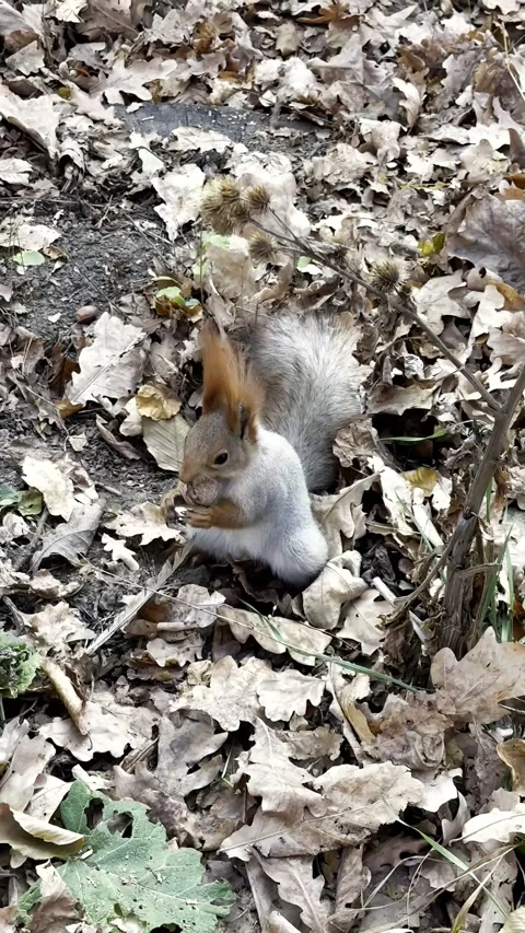 A close-up of a squirrel gnawing on a nut Stock Footage 323612025