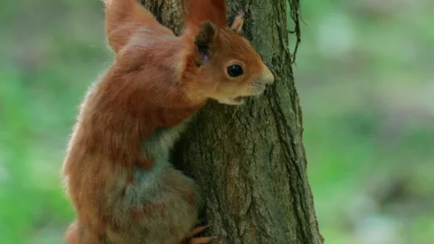 Close up of a squirrel gripping a tree trunk while climbing upward Stock Footage 336811271