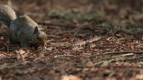 Close up of a squirrel hopping along the forest floor digging and searching Stock Footage 311637062
