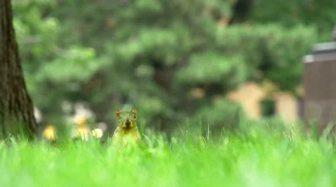 Close-up of squirrel in Indianapolis park Stock Footage 54901049