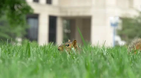 Close-up of squirrel in Indianapolis park Stock Footage 54901229