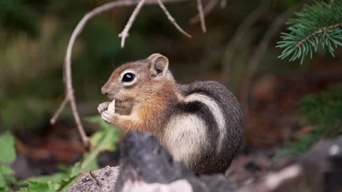 Close up of a squirrel as it is eating a chip Stock Footage 342749570