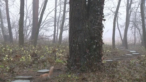 Close-up of a squirrel looking at camera, Stock Footage 128540001