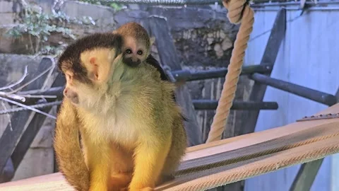 Close up Squirrel monkey with a baby Stock Footage 275548230
