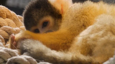 Close up of squirrel monkey Stock Footage 116613269