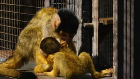 Close up of squirrel monkey Stock Footage 135041283