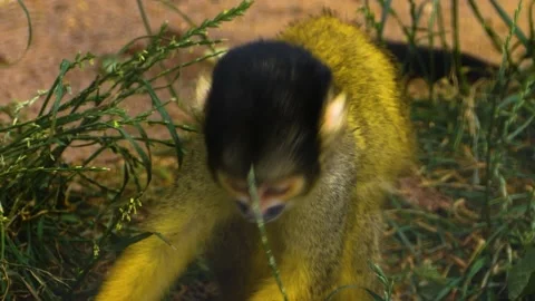 Close up of Squirrel monkey Stock Footage 142969988