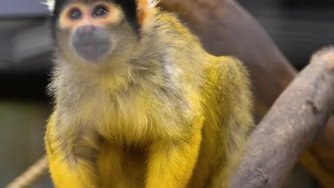Close up of Squirrel monkey Stock Footage 142970086