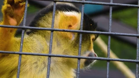 Close up of squirrel monkey Stock Footage 143194287