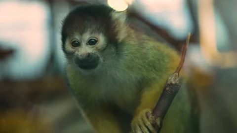 Close up Squirrel monkey Stock Footage 239577247