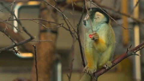 Close up of a Squirrel monkey Stock Footage 239579152