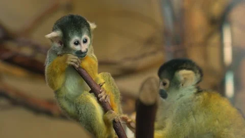 Close up Squirrel monkey Stock Footage 239579491
