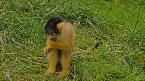 Close up Squirrel monkey on a meadow Stock Footage 252647320