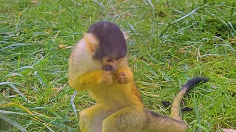 Close up Squirrel monkey on a meadow Stock Footage 252648087