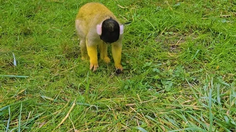 Close up Squirrel monkey on a meadow Stock Footage 252648182