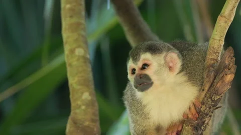 Close up of a squirrel monkey in a tree at manuel antonio of costa rica Stock Footage 176248413