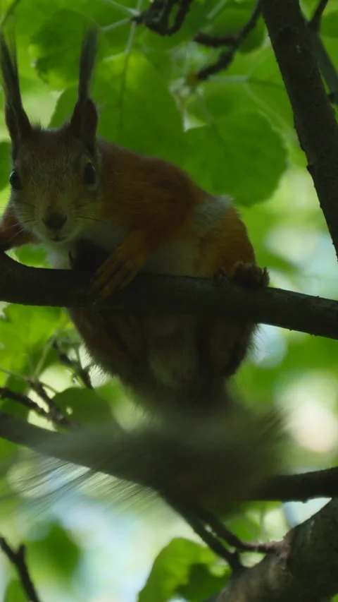 Close-Up Of A Squirrel Perched On A Branch Looking At The Camera Video stock 305383561