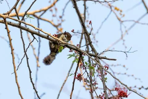 Close-up of a squirrel perching on a branch. Foto stock