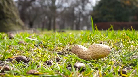 Close Up Squirrel picking up peanut 動画素材 61859145