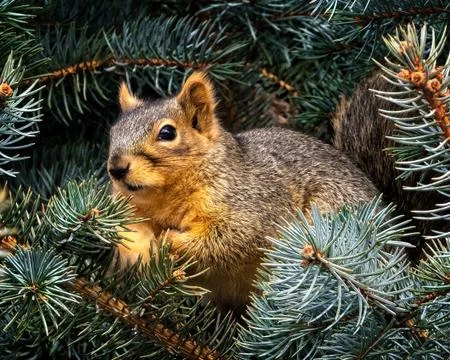 Close-up of squirrel in pine branches Stock Photos