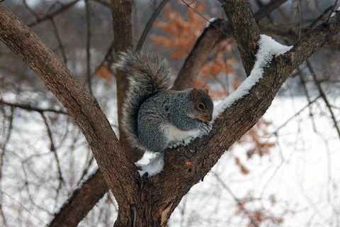 Close up of a Squirrel playing with the snow on the branches Stock Photos