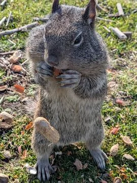 Close-up of squirrel with puffed cheeks chewing peanut Foto stock