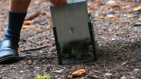 Close Up of Squirrel Released From Trap Stock Footage 140154850
