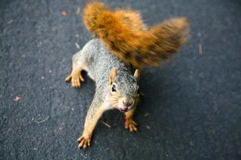 Close-up on a squirrel on a road Stock Photos