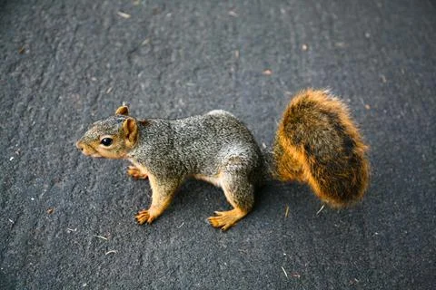 Close-up on a squirrel on a road Stock Photos
