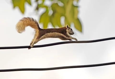 Close up Squirrel Running on Electric Wire Isolated on Background Photos