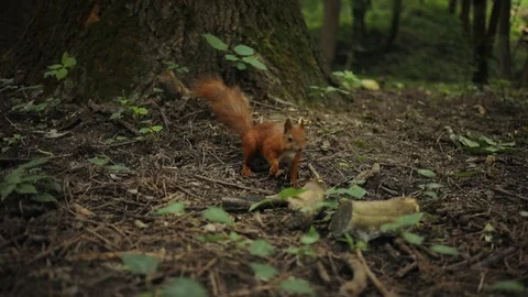 Close up squirrel running on park funny mammal nature red rodent brown fluffy Video stock 92300979