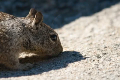 Close-up of a squirrel (sciurus carolinensis) Stock Photos