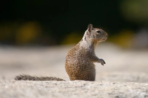 Close-up of a squirrel (Sciurus carolinensis) Stock Photos