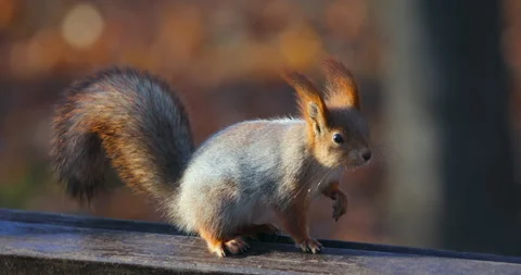 Close-up Squirrel sits on bench in late autumn 库存影片 221307366