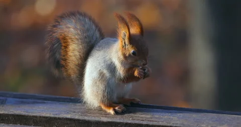 Close-up Squirrel sits on bench in late autumn 스톡 동영상 221307550