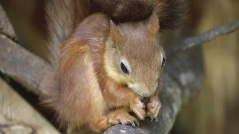 Close-up of a squirrel sitting on a branch and eating nuts. Stock Footage 178026710