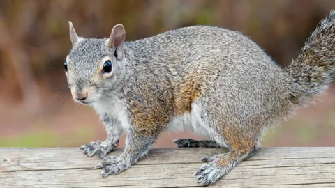 Close up of a squirrel sitting on a branch on a blurred background Stock Footage 314110485