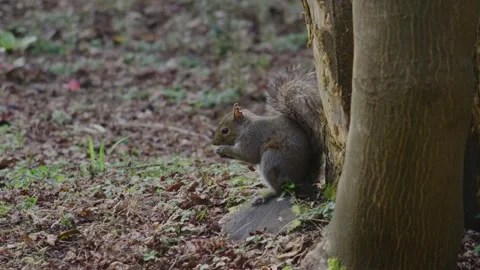 Close up of squirrel sitting in grass holding hazelnut with tiny paws nibbling Stock Footage 313104705