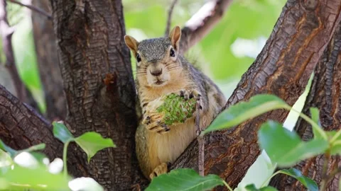 Close‑Up of Squirrel Sitting in Tree Eating a Green Pinecone Stock Footage 342277721