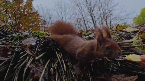 Close up of a squirrel smelling Stock Footage 259589936