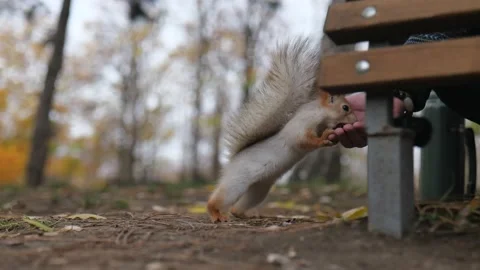 Close-up. the squirrel takes nuts from the hands of a man and runs away Stock Footage 229860123