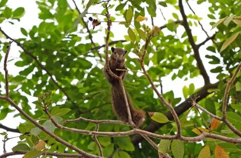 Close up Squirrel on a Tree Branch Isolated on Background Stock Photos