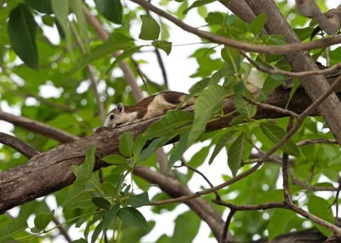 Close up Squirrel on Tree Branch Isolated on Background 库存照片