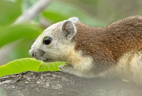 Close up Squirrel on Tree Branch Isolated on Background 库存照片