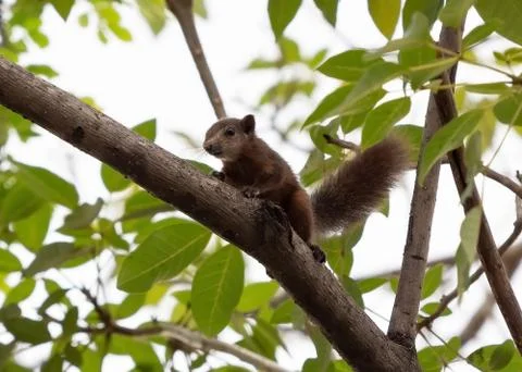 Close up Squirrel on a Tree Branch Isolated on Background Photos