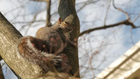 Close up squirrel in tree breathing then running up branch Stock Footage 106070436